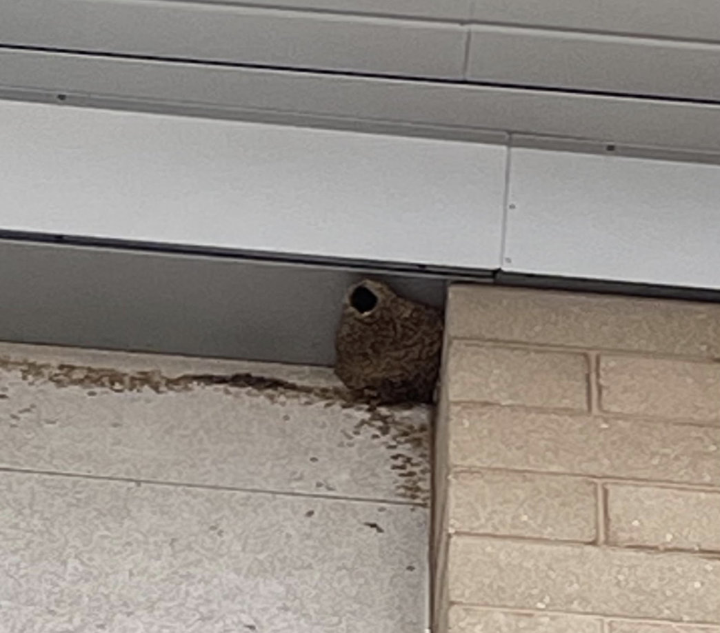 Purple Martin Nest