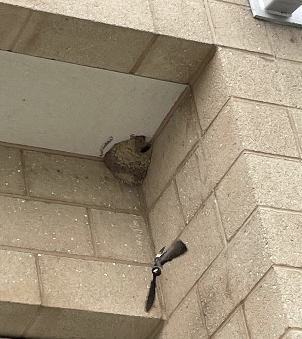 Purple Martin Nest