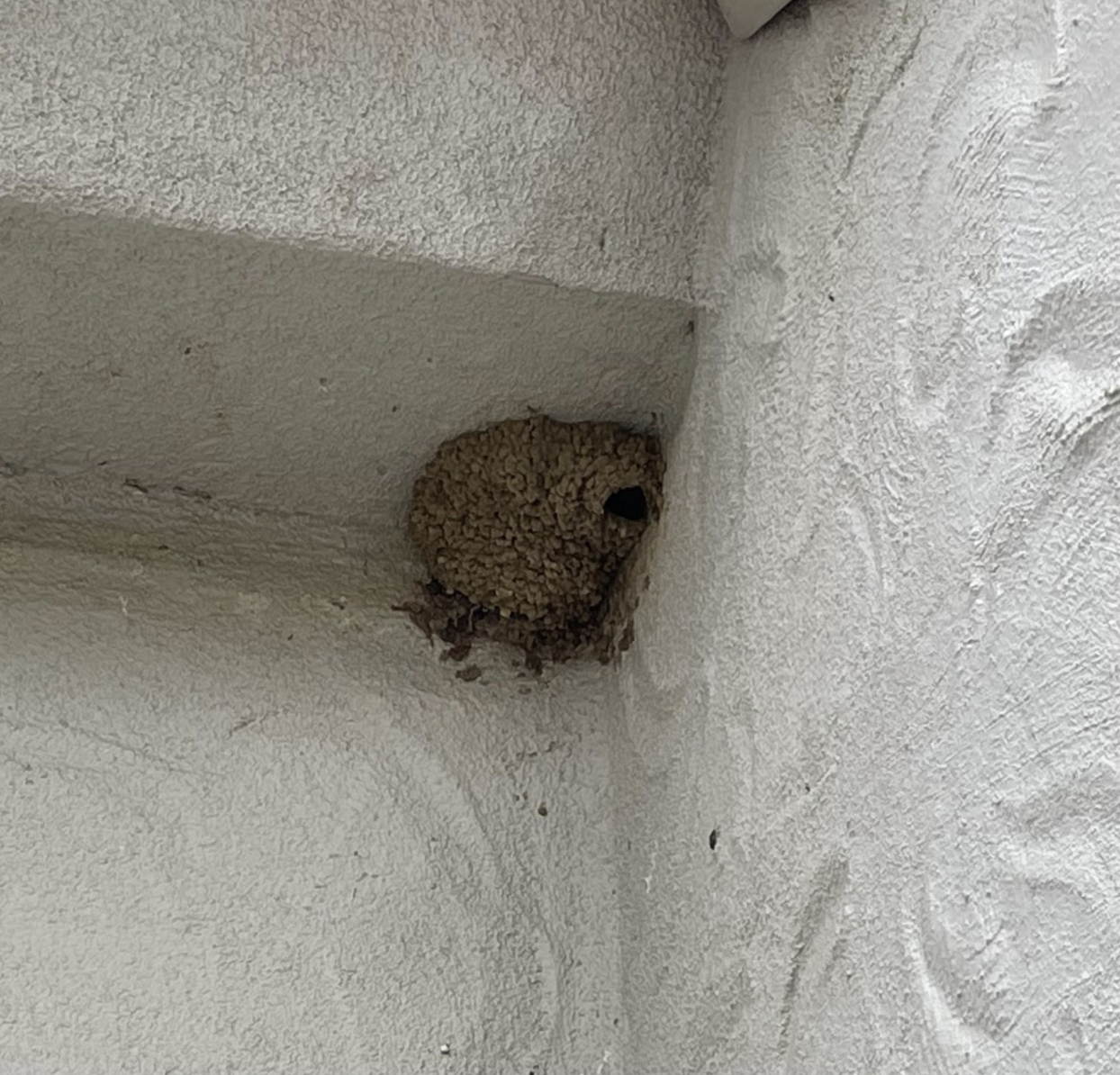 Purple Martin Nest