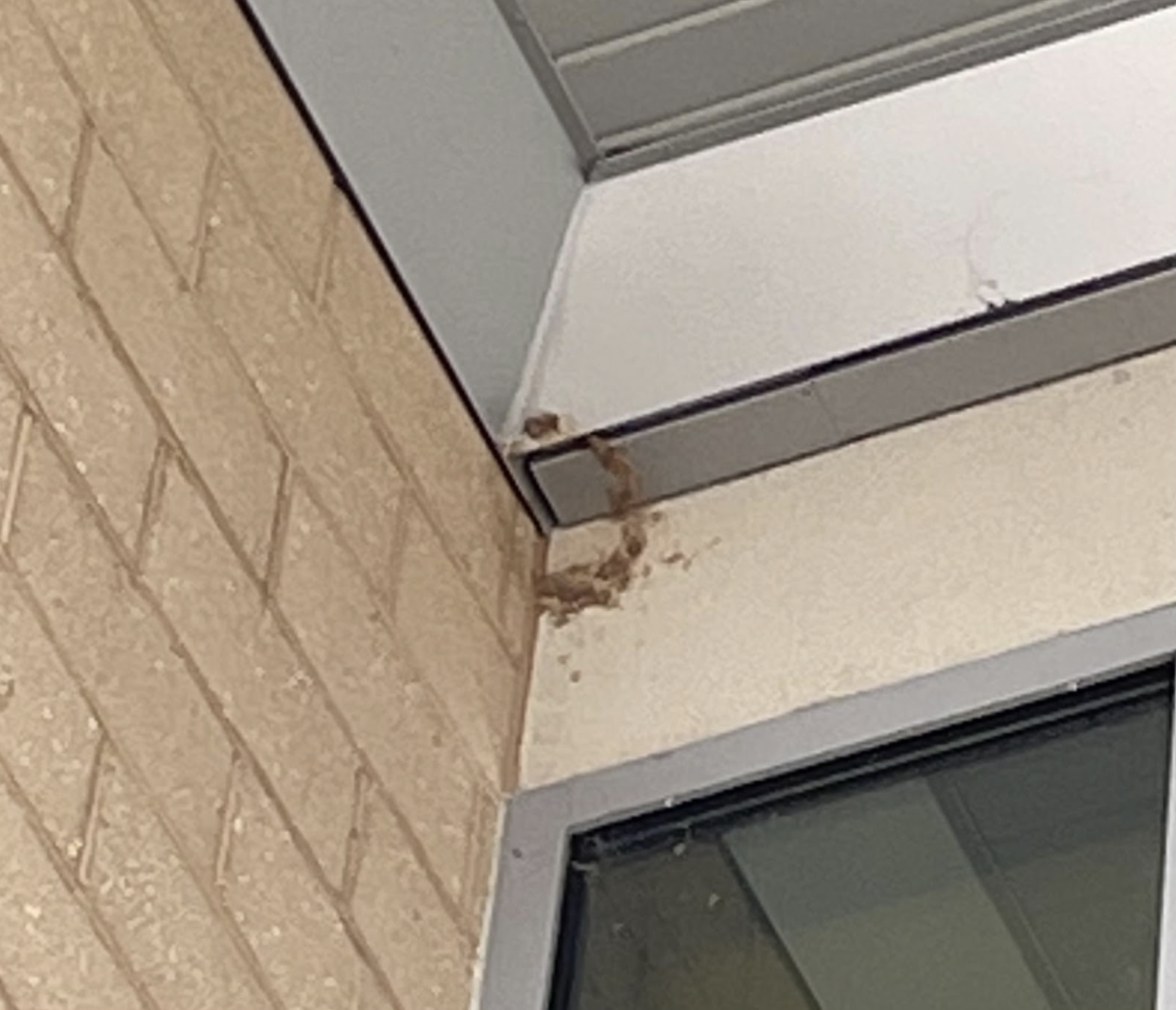 Purple Martin Nest Remnants