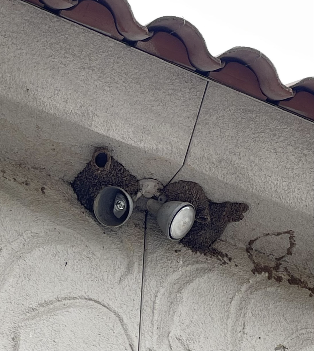 Purple Martin Nests