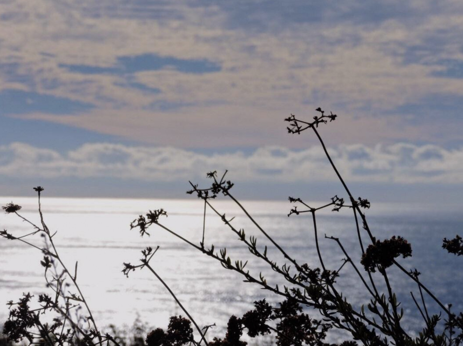 Torrey Pines State Reserve