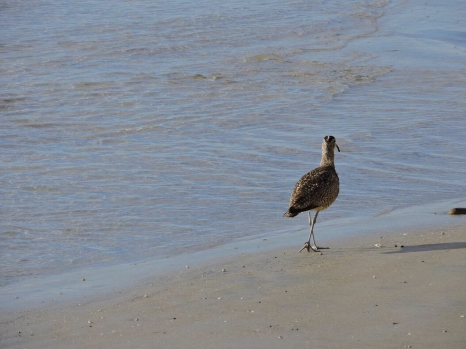 Torrey Pines State Reserve