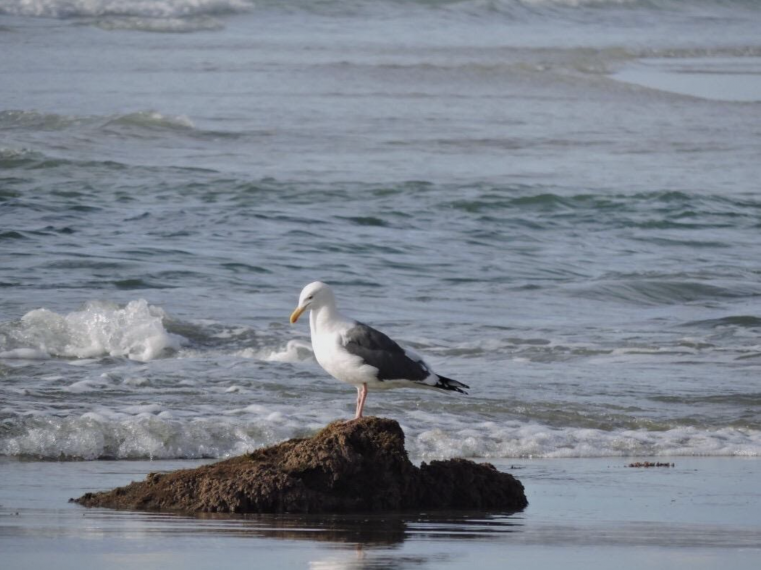 Torrey Pines State Reserve